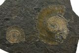 Wide Ammonite Plate (Harpoceras, Dactylioceras) - Germany #129422-1